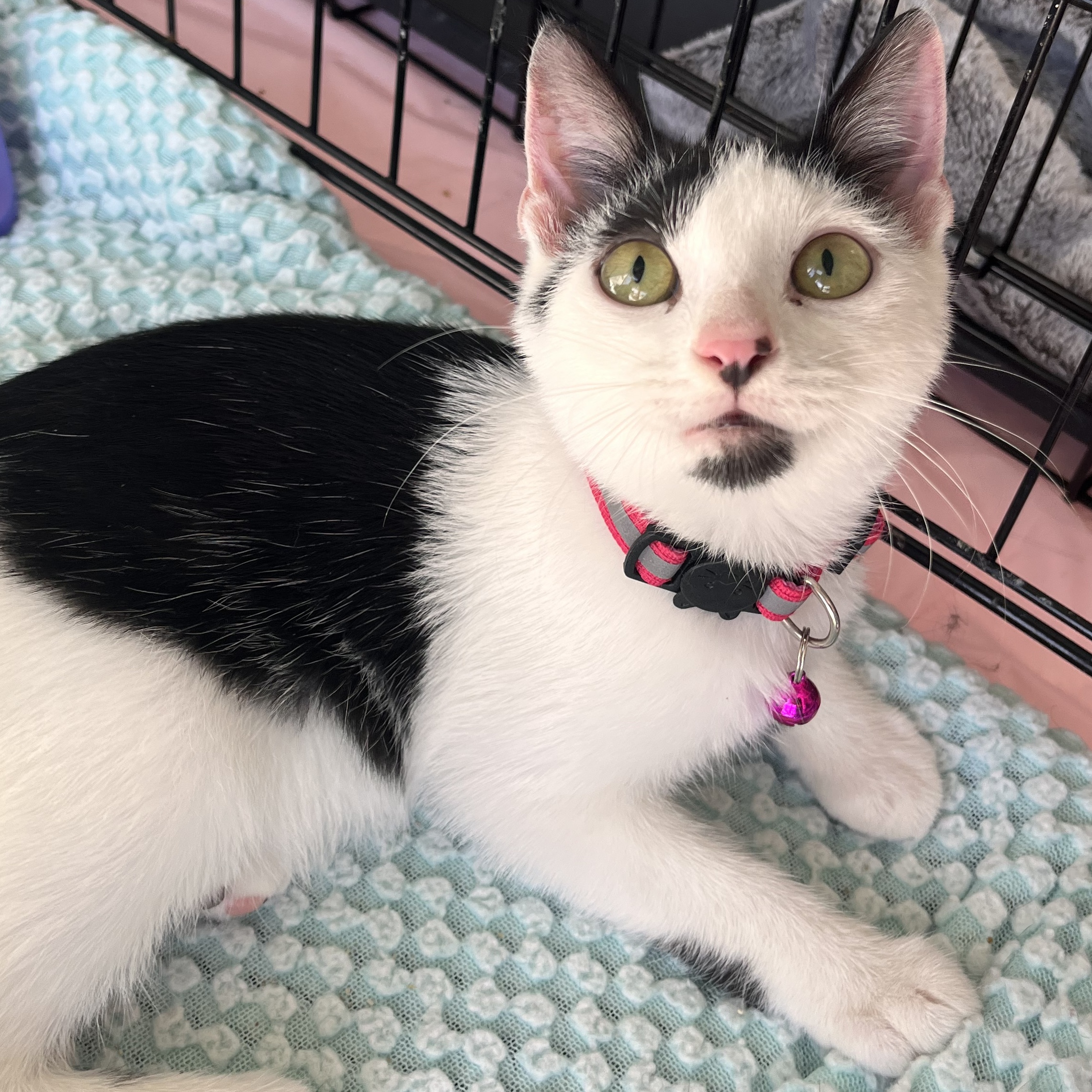 Enlarge Pogo, a Adoptable Domestic Short Hair in Austintown, OH image 2/3