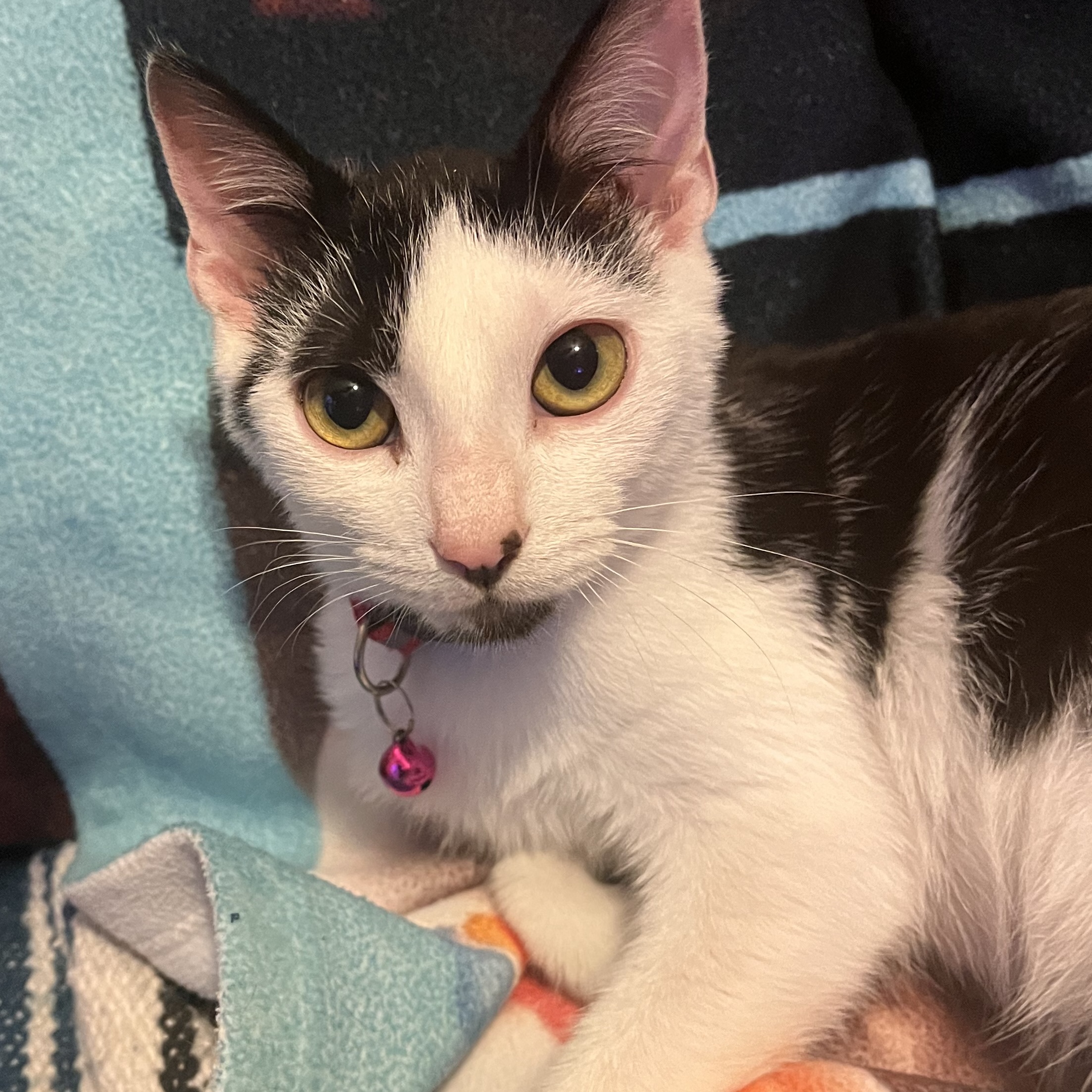 Enlarge Pogo, a Adoptable Domestic Short Hair in Austintown, OH image 3/3