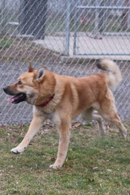 Enlarge Aquarium, a Adoptable mixed breed in Walla Walla, WA image 2/3