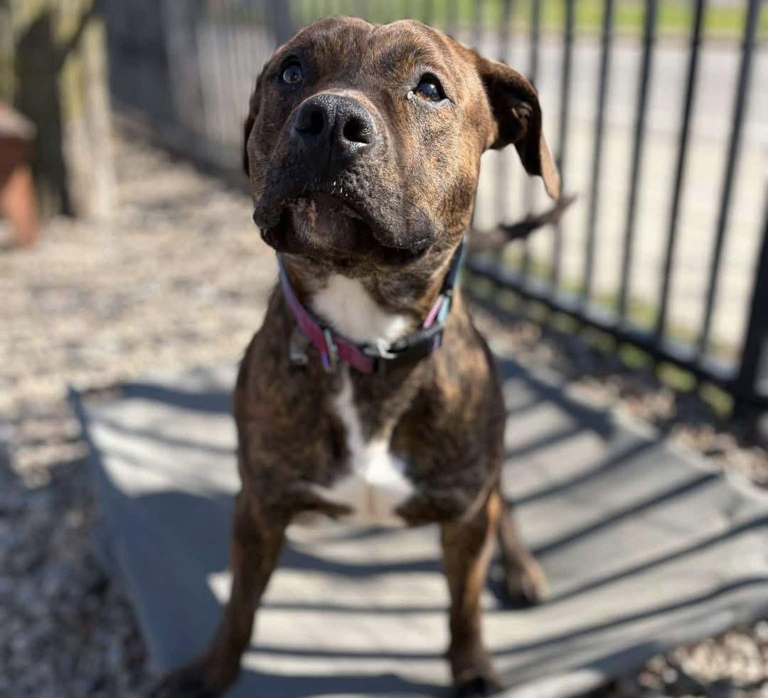 Enlarge Fernando , a ADOPTABLE mixed breed in Buffalo, NY image 5/6