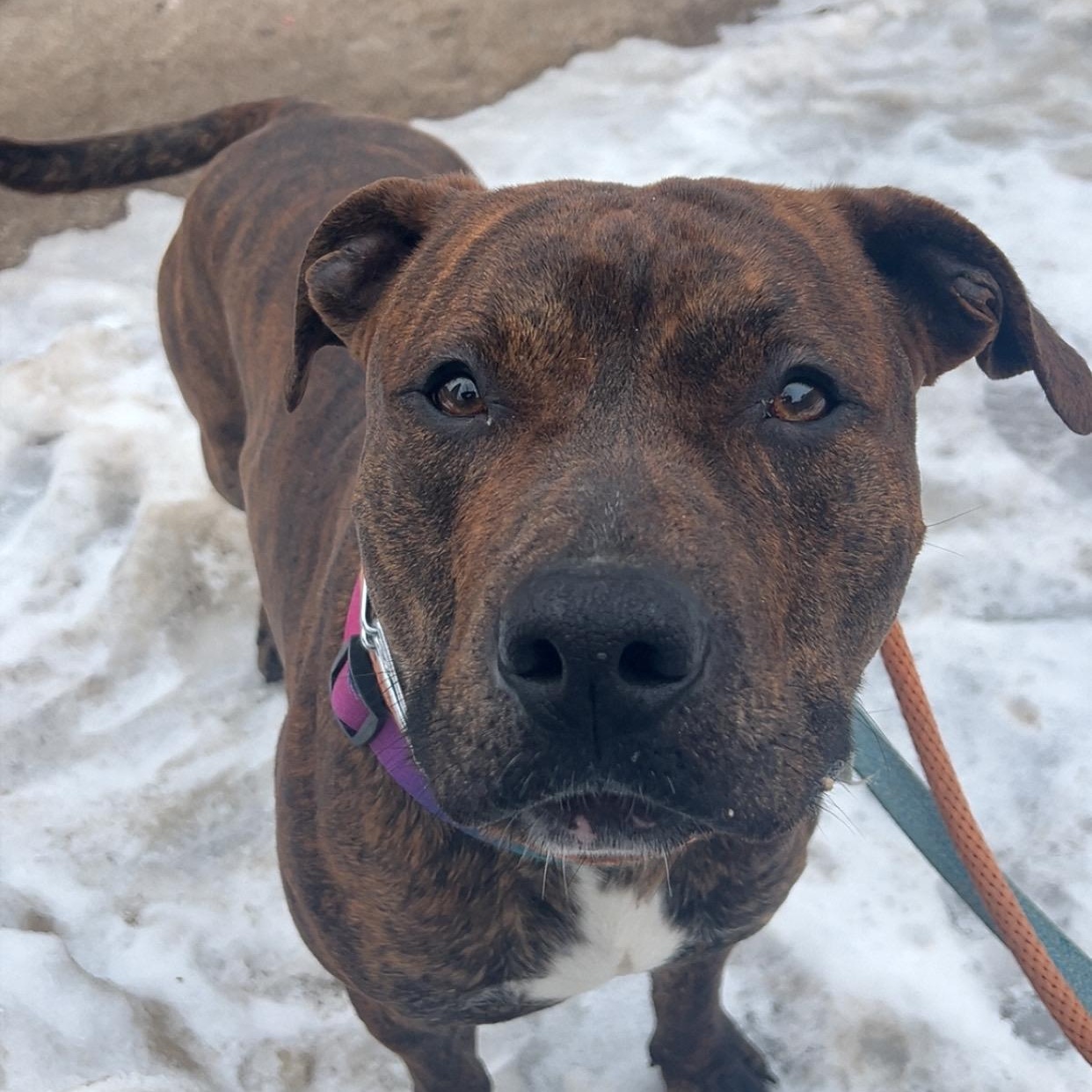 Enlarge Fernando , a ADOPTABLE mixed breed in Buffalo, NY image 2/6