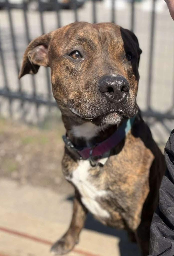 Enlarge Fernando , a ADOPTABLE mixed breed in Buffalo, NY image 4/6