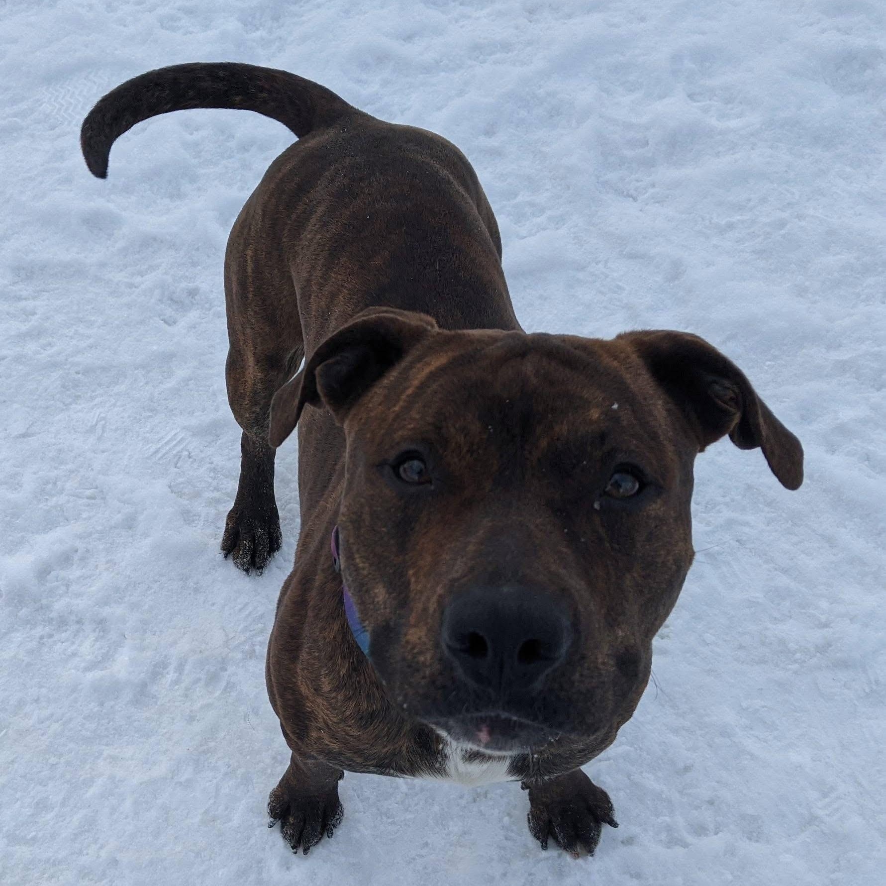 Enlarge Fernando , a ADOPTABLE mixed breed in Buffalo, NY image 3/6
