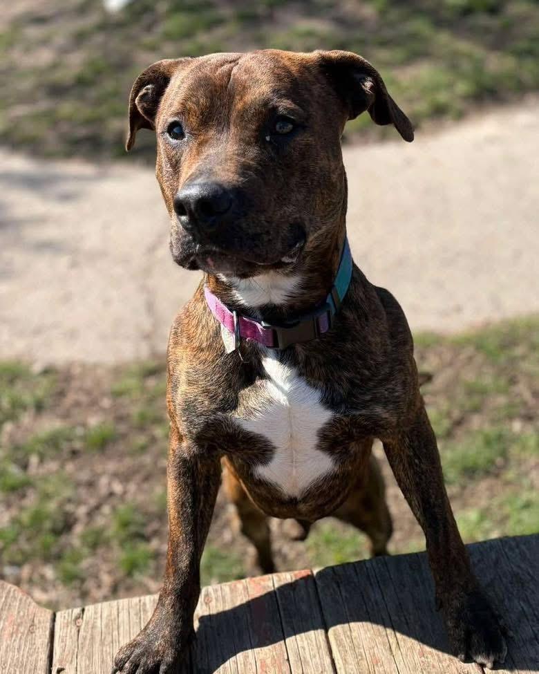 Fernando , ADOPTABLE, Young Male Pit Bull Terrier.