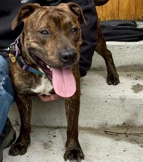 Enlarge Fernando , a ADOPTABLE mixed breed in Buffalo, NY image 6/6