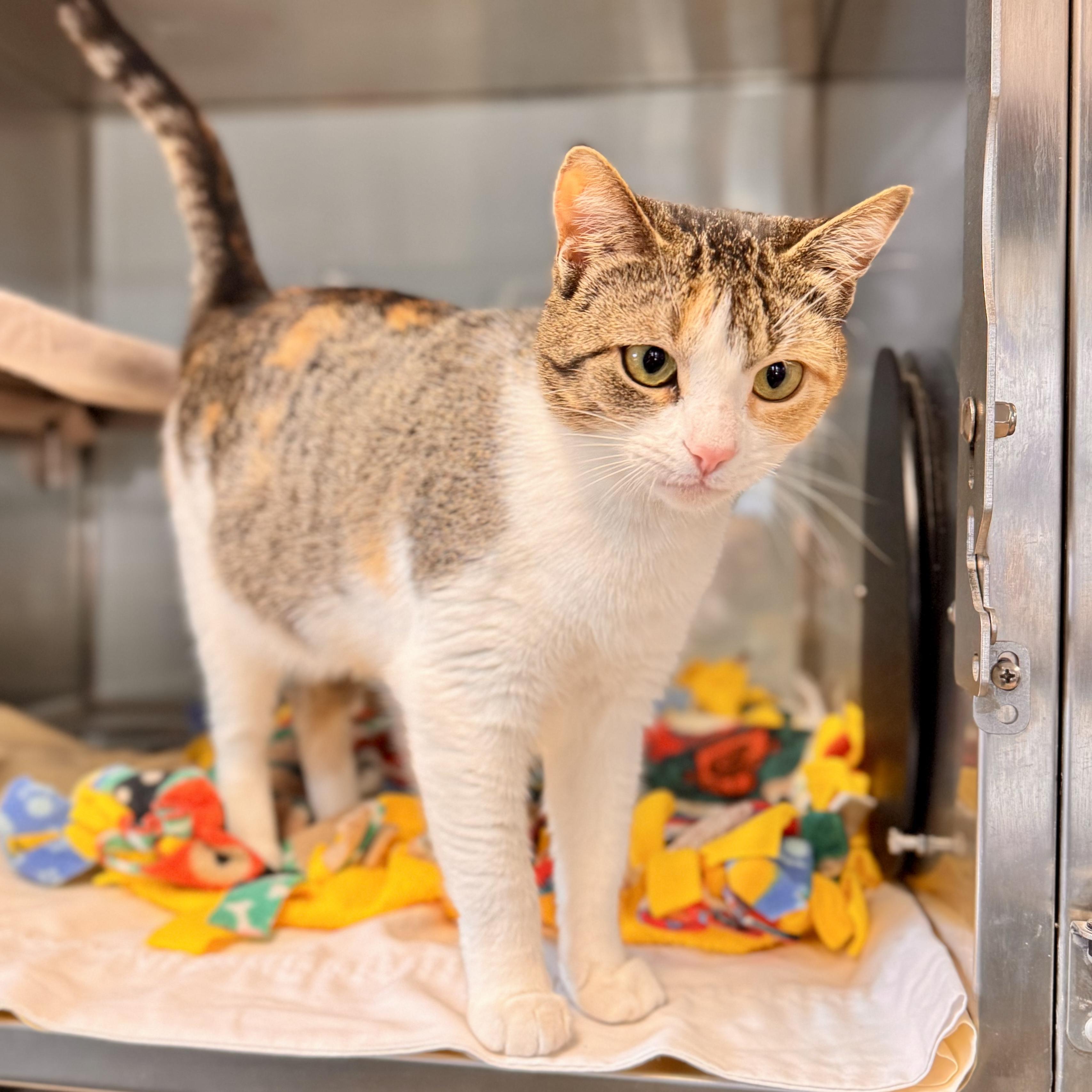 Half Penny, ADOPTABLE, Adult Female Domestic Short Hair.