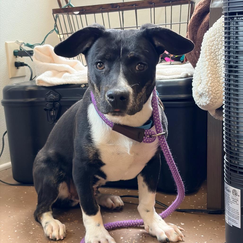 Tank, Adoptable, Puppy Male Corgi.