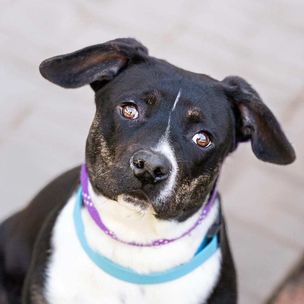 Enlarge Tank, a Adoptable Corgi in Belleville, IL image 2/2