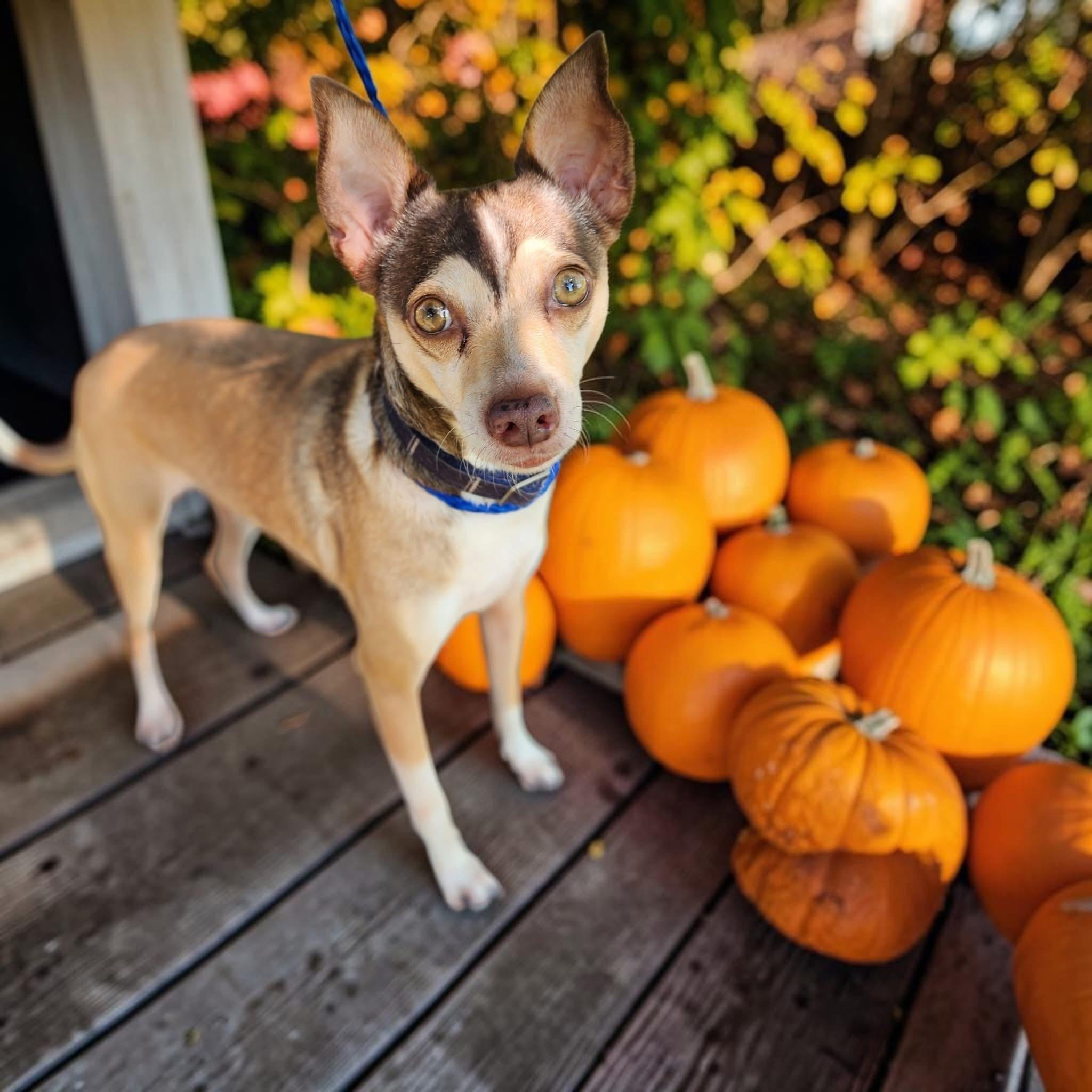 Whiskey, ADOPTABLE, Adult Male Chihuahua.