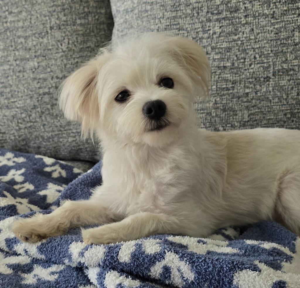 Enlarge GIGI, a Adoptable Maltese in Palm City, FL image 3/6