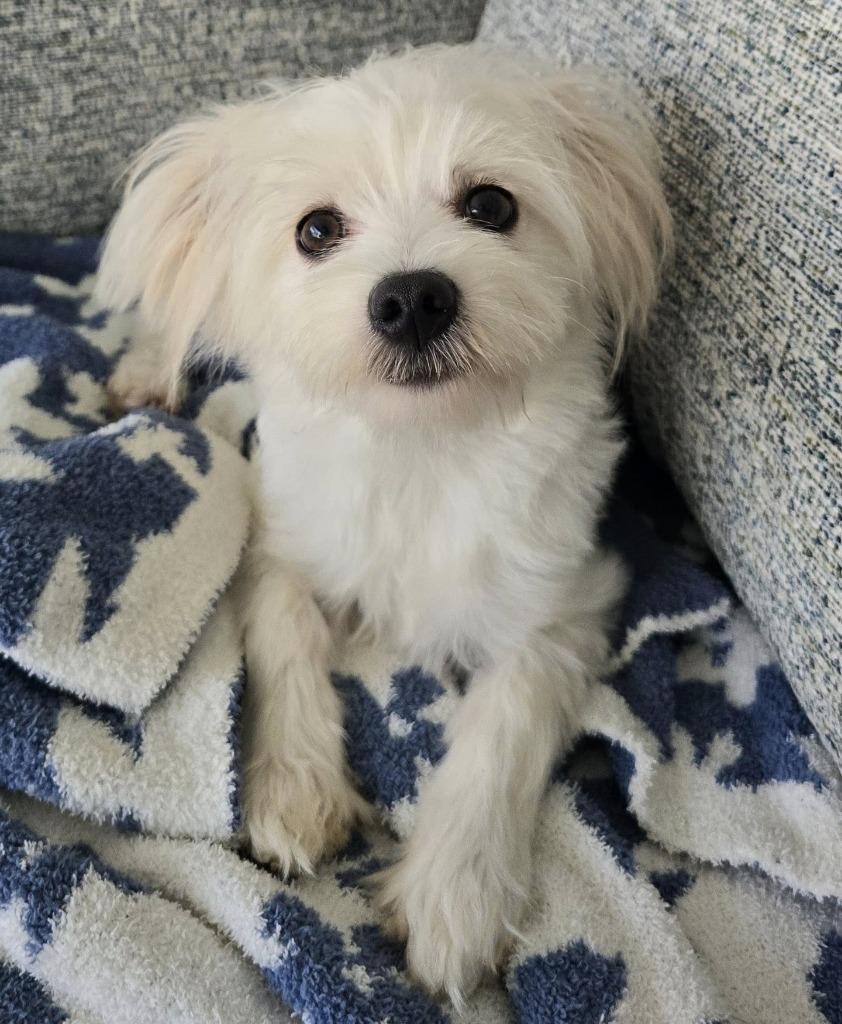 Enlarge GIGI, a Adoptable Maltese in Palm City, FL image 4/6