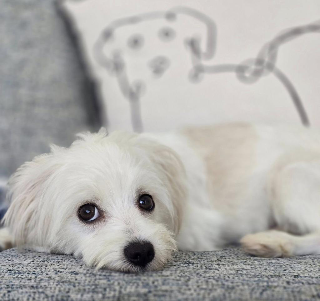 Enlarge GIGI, a Adoptable Maltese in Palm City, FL image 5/6