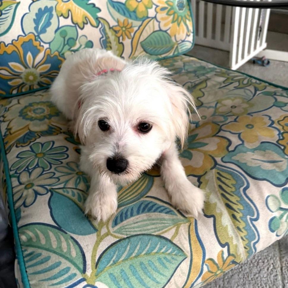 Enlarge GIGI, a Adoptable Maltese in Palm City, FL image 6/6