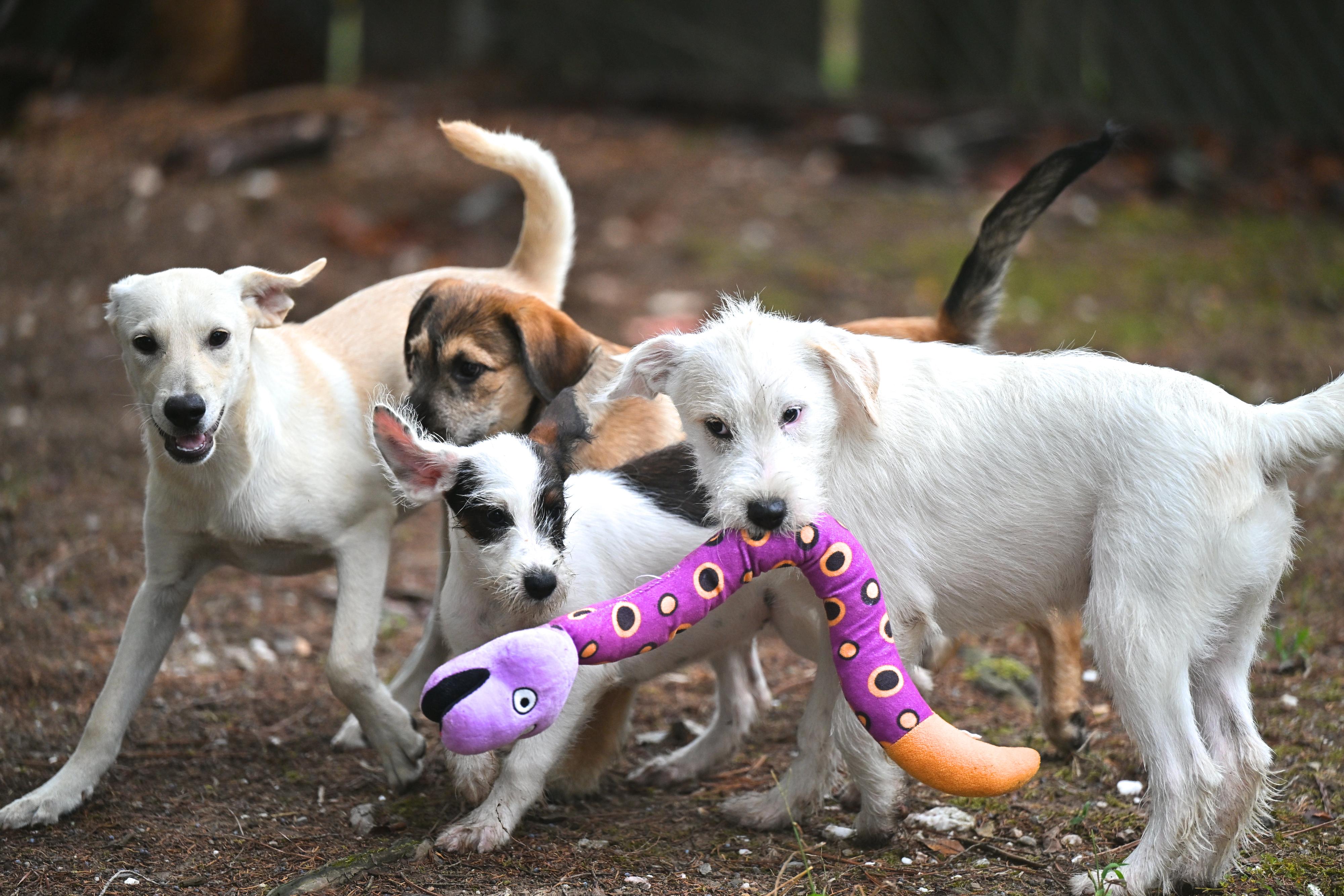 Ace - Adoptable Pet | Petfinder