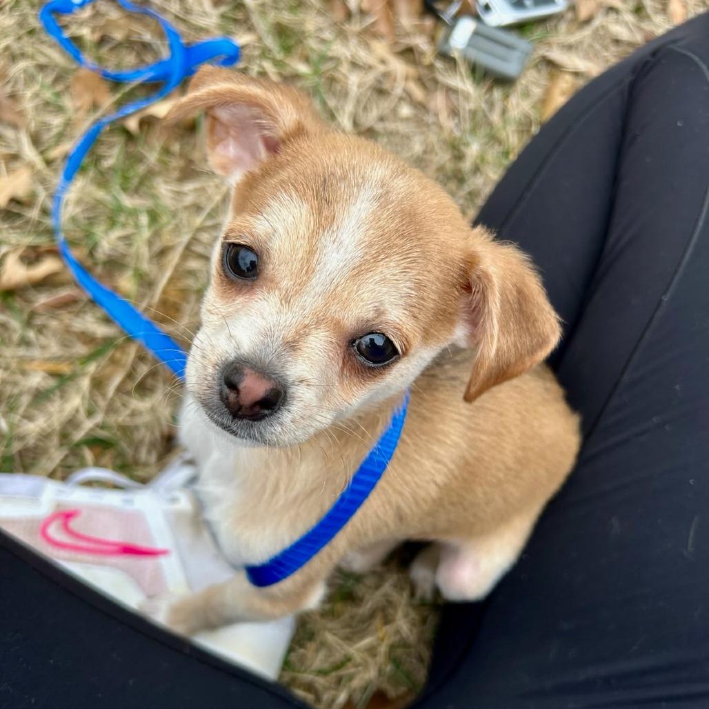 Wilson, Adoptable, Puppy Male Chihuahua.