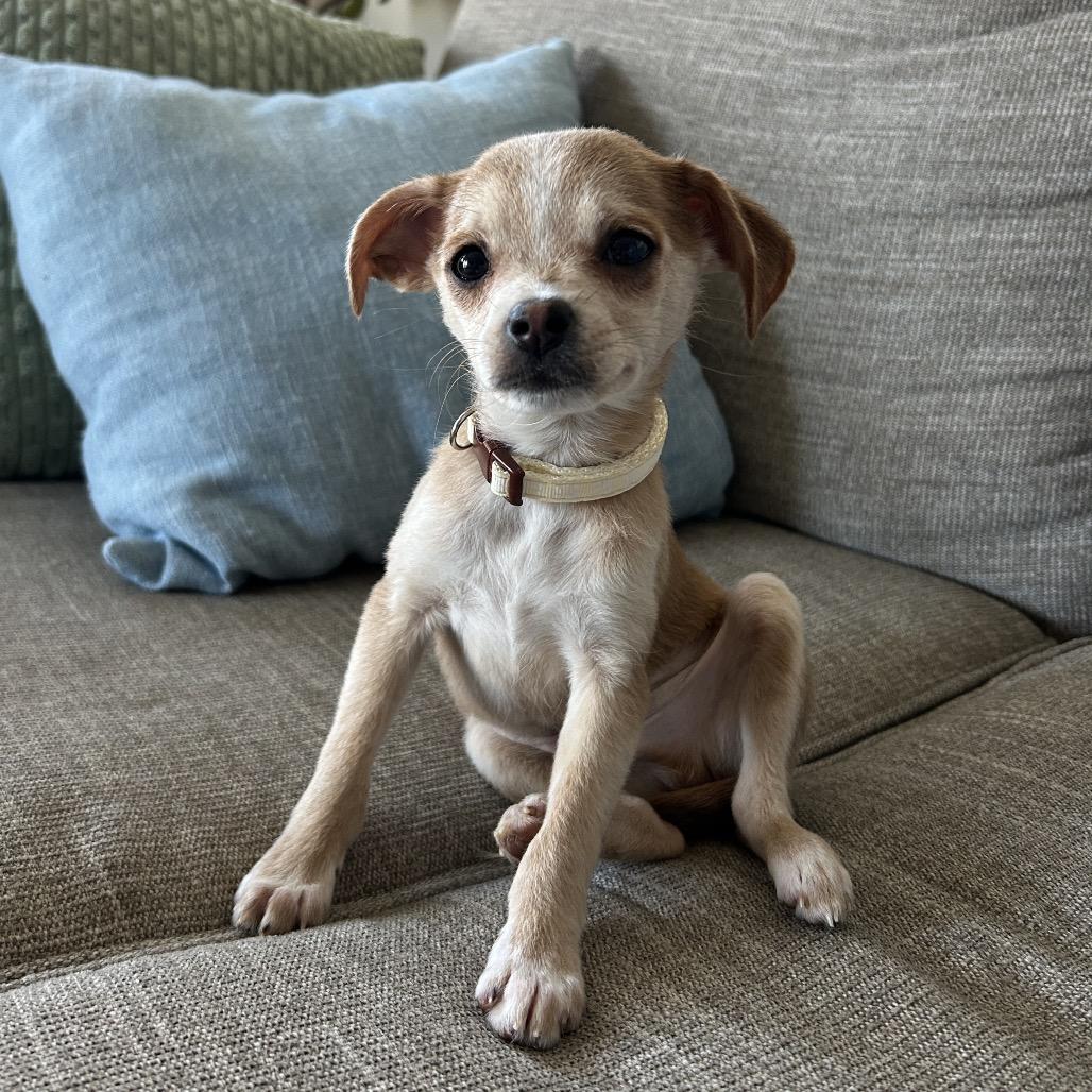 Enlarge Wilson, a Adoptable mixed breed in Durham, NC image 2/2