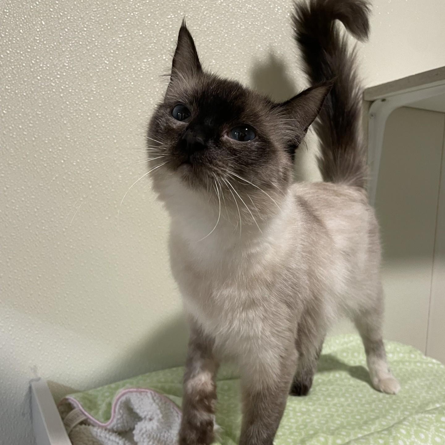 Ashley, a Adoptable Siamese in Friday Harbor, WA image 1/6