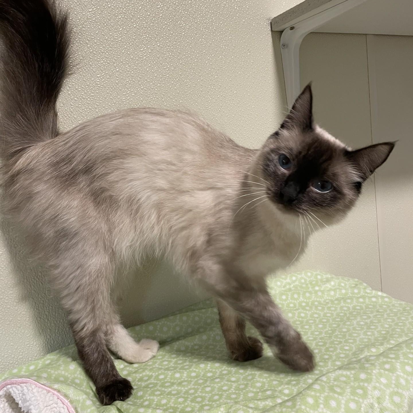Ashley, a Adoptable Siamese in Friday Harbor, WA image 2/6