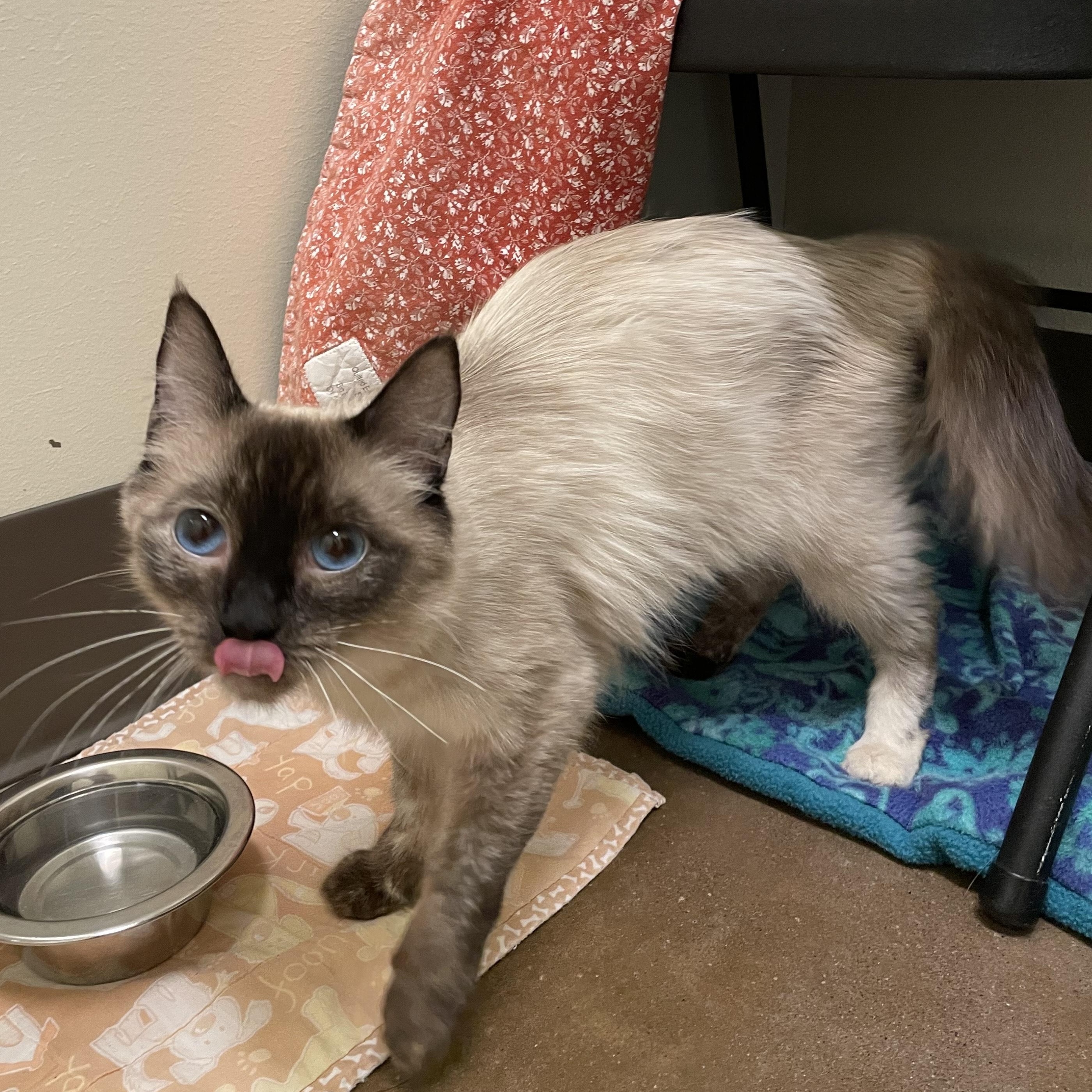 Ashley, a Adoptable Siamese in Friday Harbor, WA image 3/6