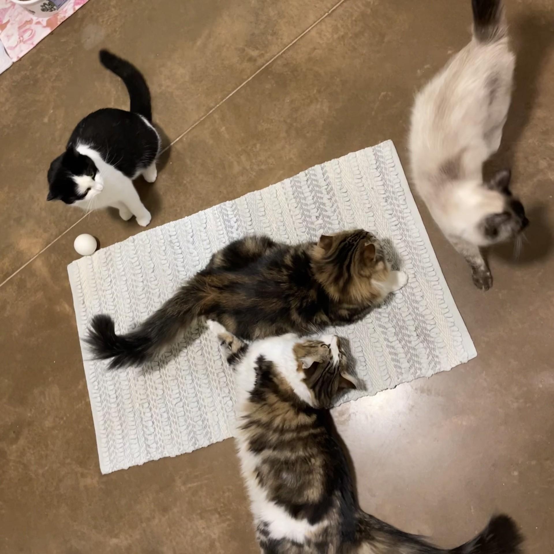 Ashley, a Adoptable Siamese in Friday Harbor, WA image 4/6