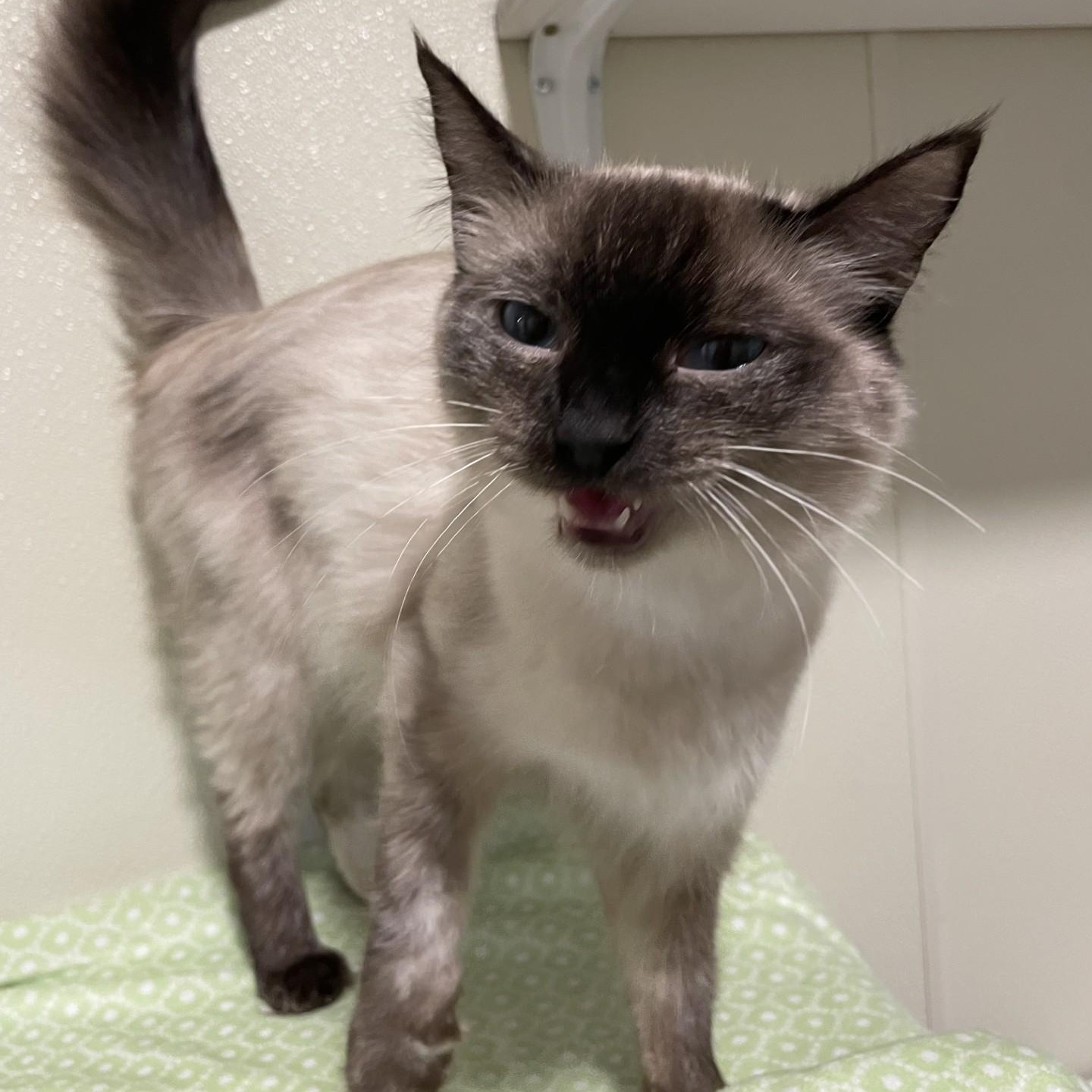 Ashley, a Adoptable Siamese in Friday Harbor, WA image 5/6
