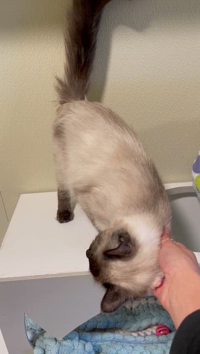 Enlarge Ashley, a Adoptable Siamese in Friday Harbor, WA video 6/6