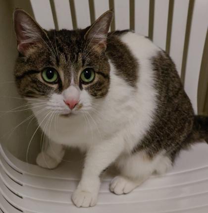 Anna, Adoptable, Adult Female Domestic Short Hair & Domestic Short Hair.