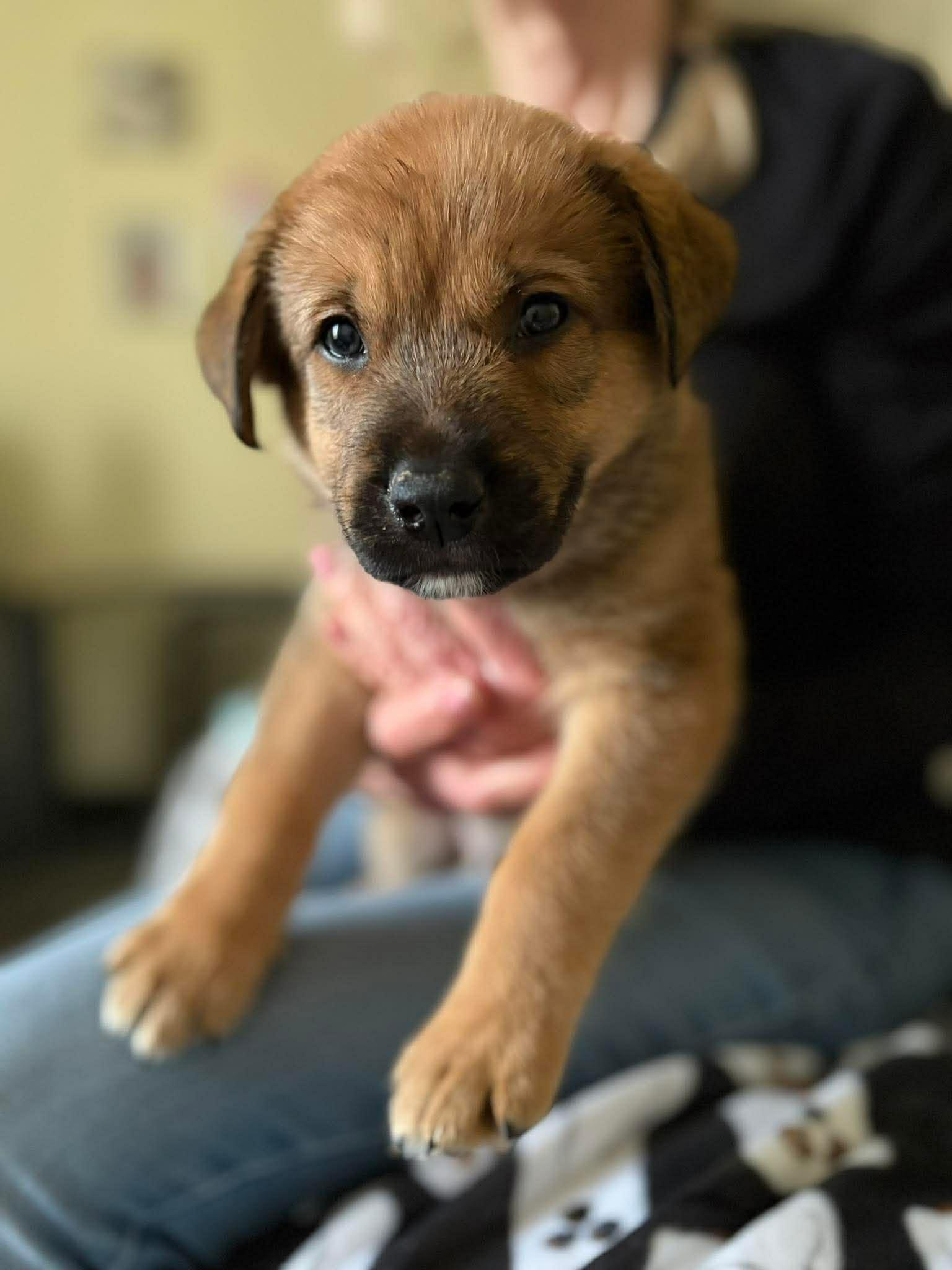 Stranger Things Puppies, a ADOPTABLE mixed breed in Blue Bell, PA image 6/6