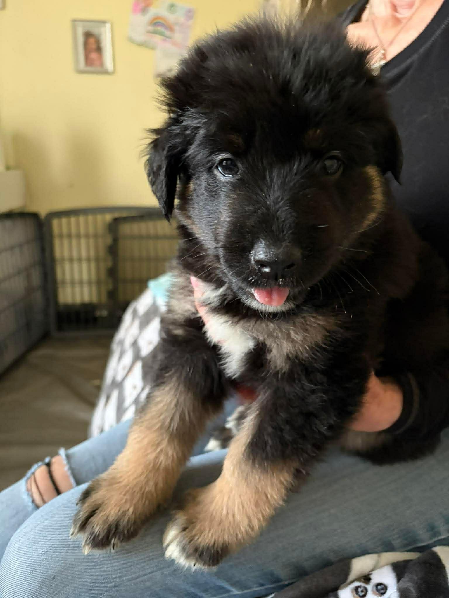 Stranger Things Puppies — thumbnail 2