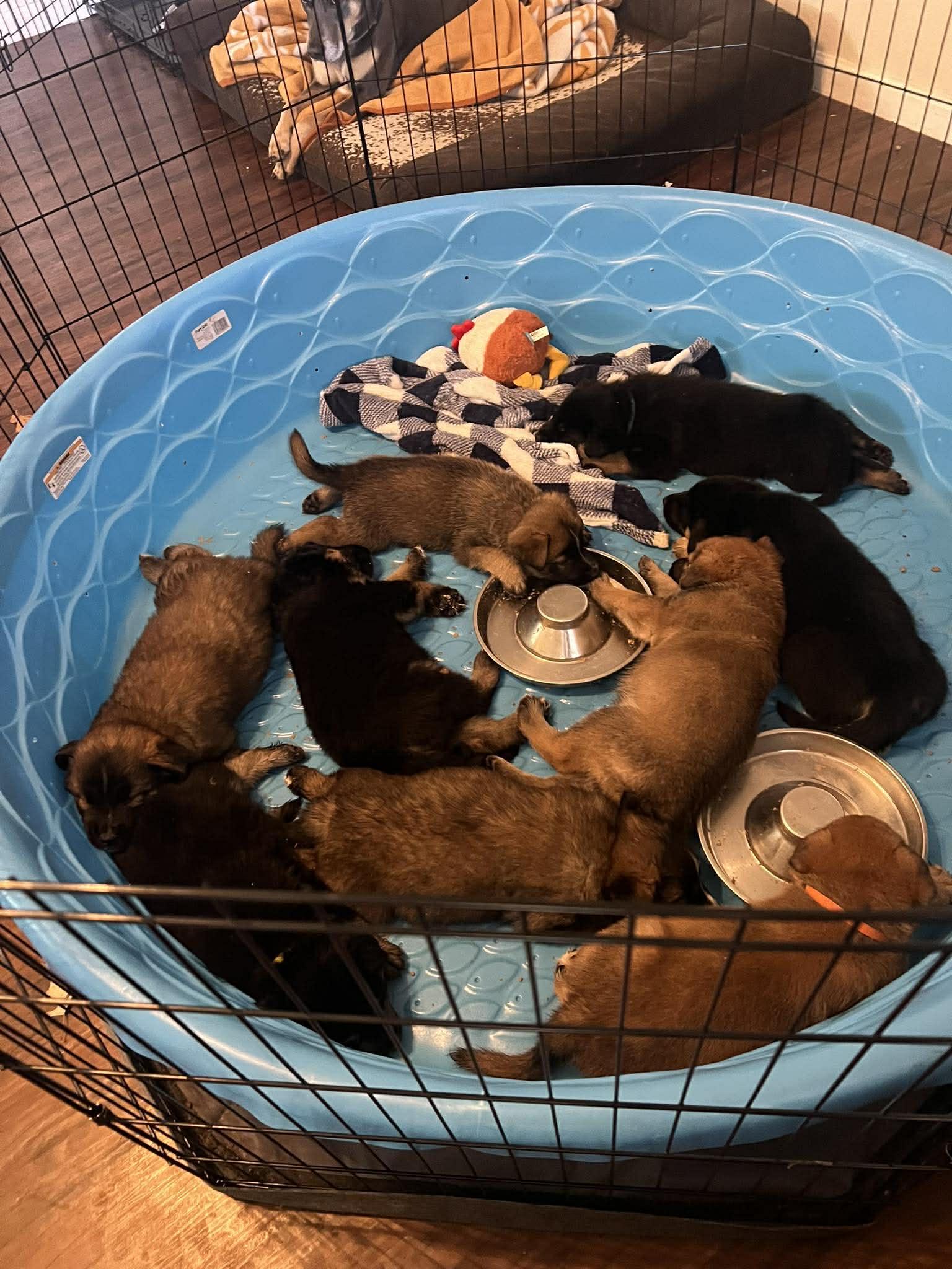 Stranger Things Puppies, a ADOPTABLE mixed breed in Blue Bell, PA image 3/6