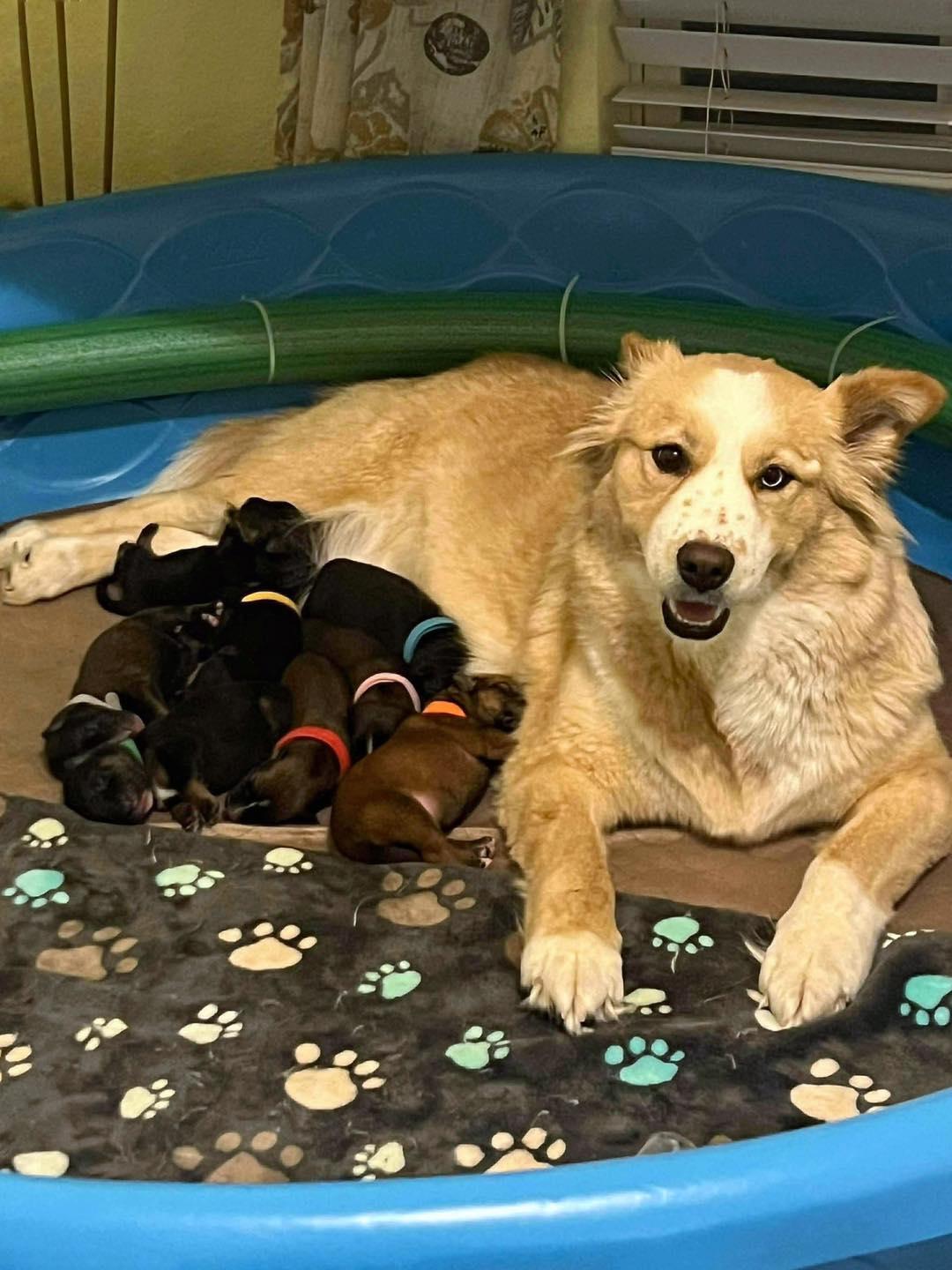 Stranger Things Puppies, a ADOPTABLE mixed breed in Blue Bell, PA image 2/6