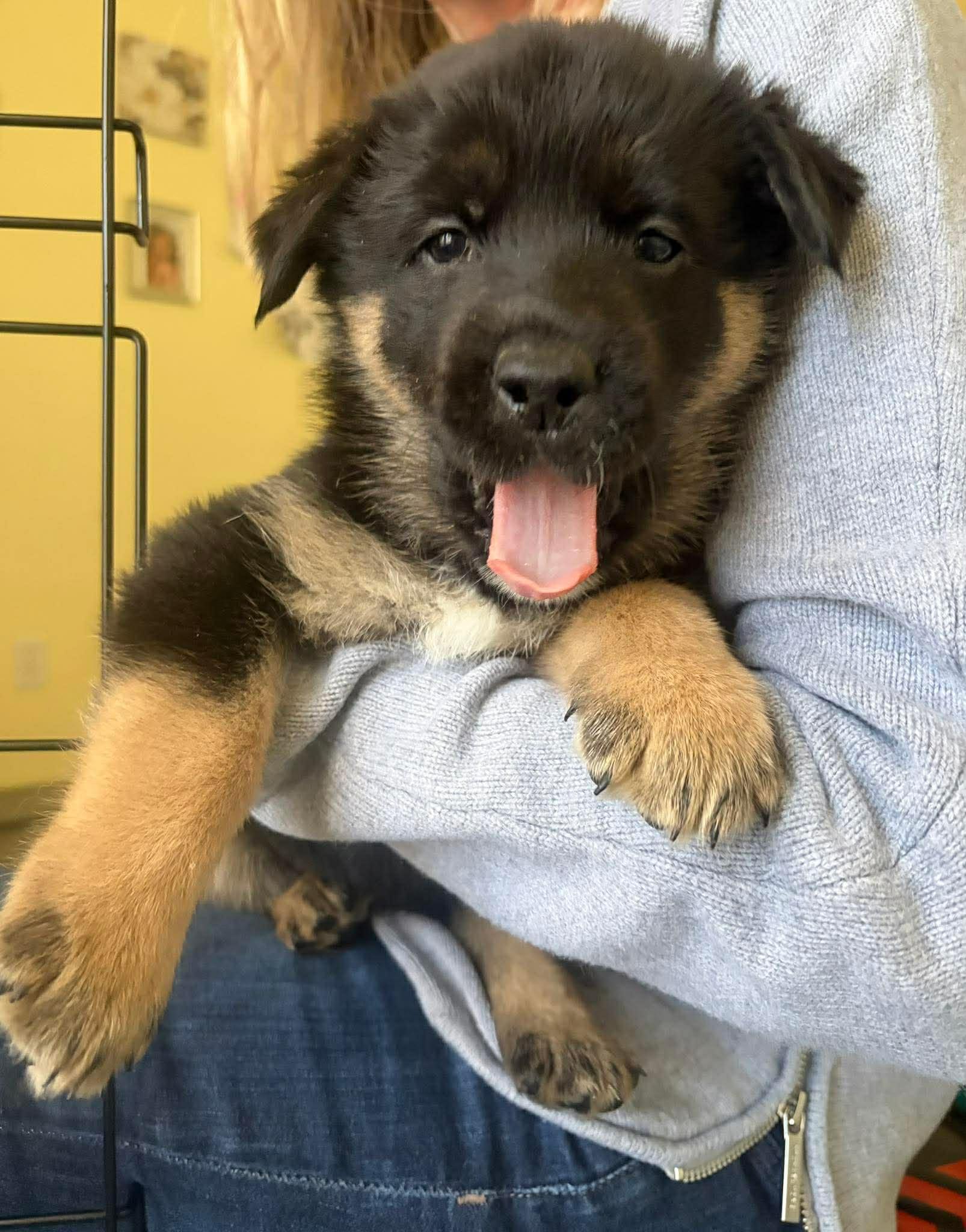 Stranger Things Puppies, a ADOPTABLE mixed breed in Blue Bell, PA image 5/6