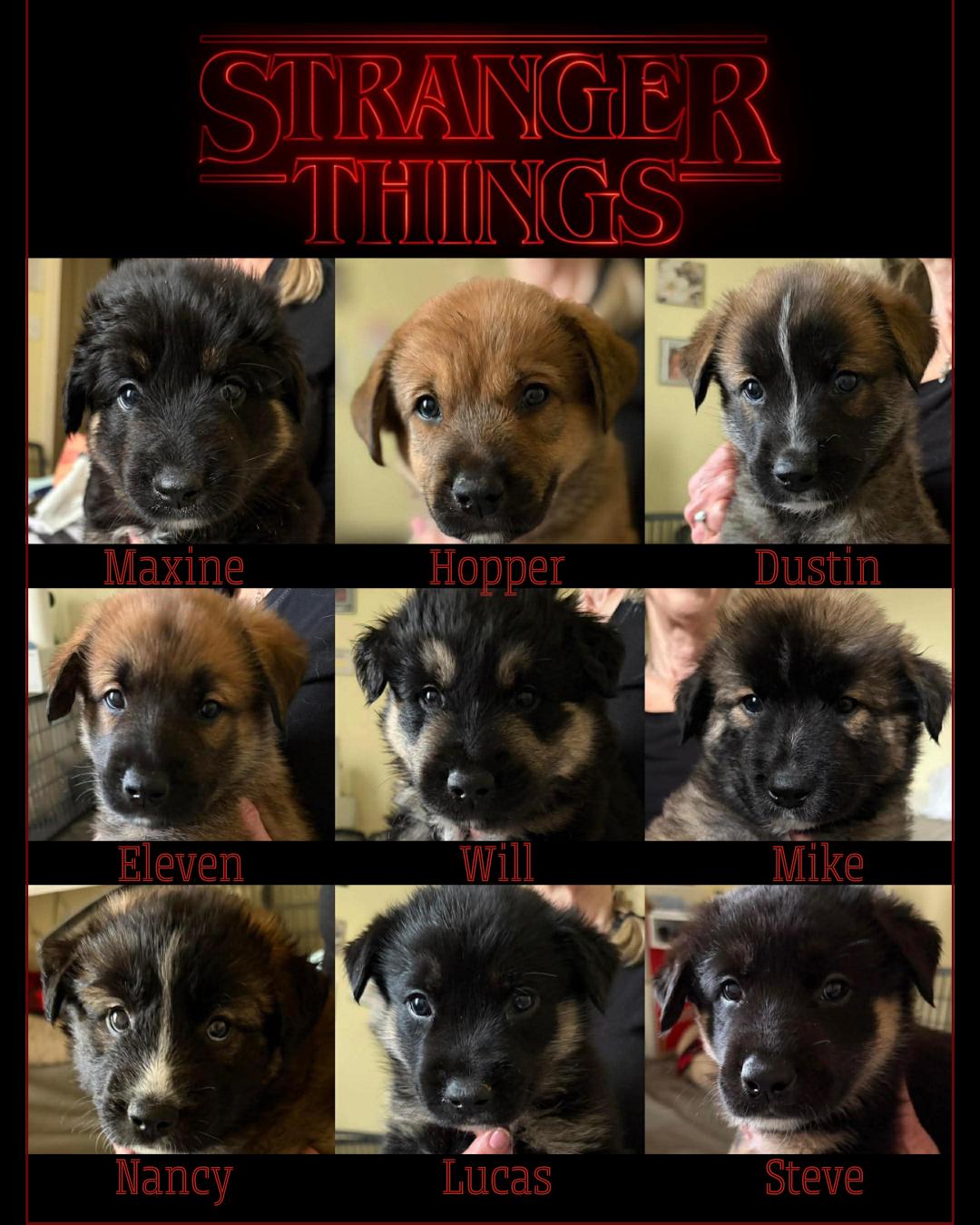 Stranger Things Puppies, a ADOPTABLE mixed breed in Blue Bell, PA image 1/6