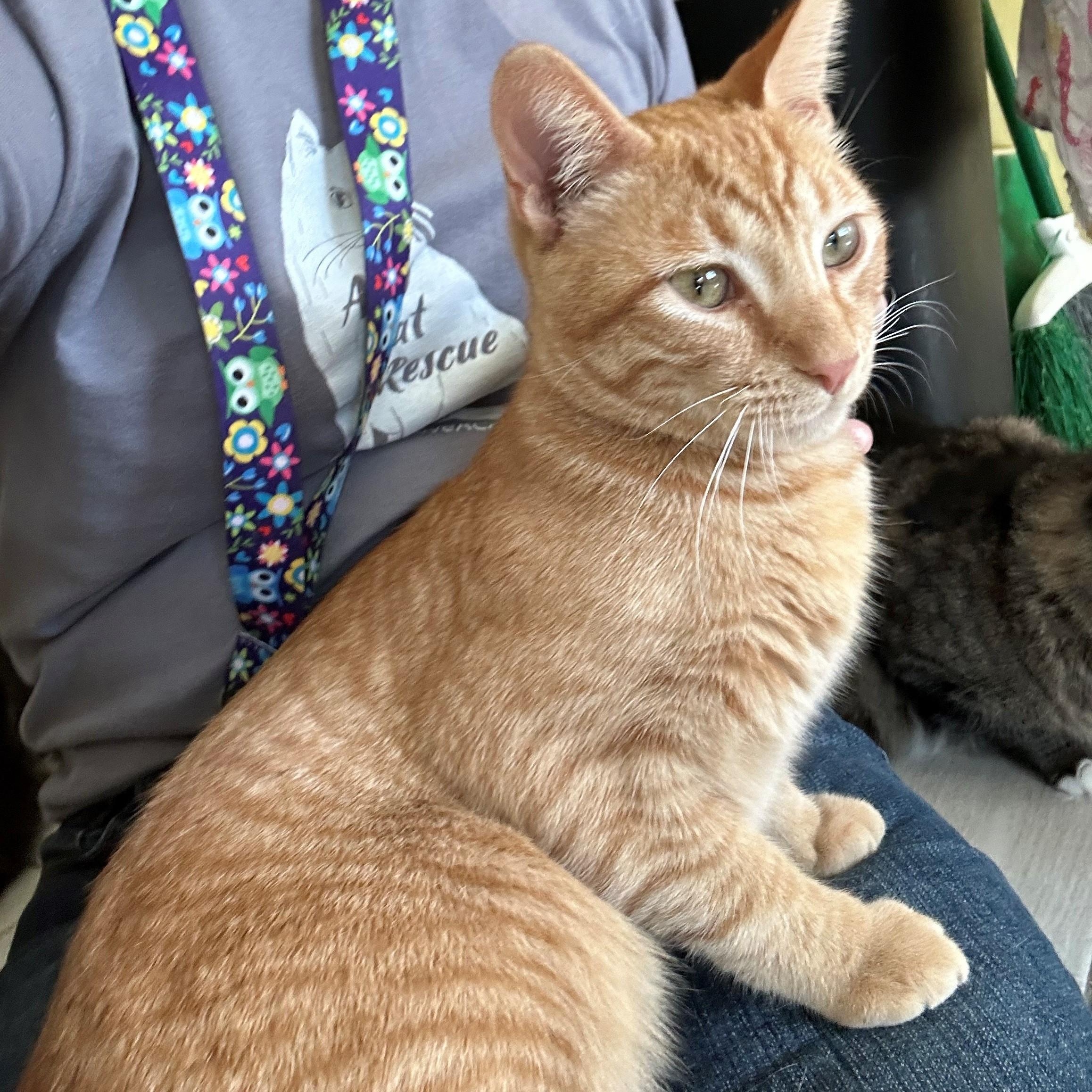 Enlarge TANNER, a Adoptable Domestic Short Hair in Mount Rainier, MD image 4/6