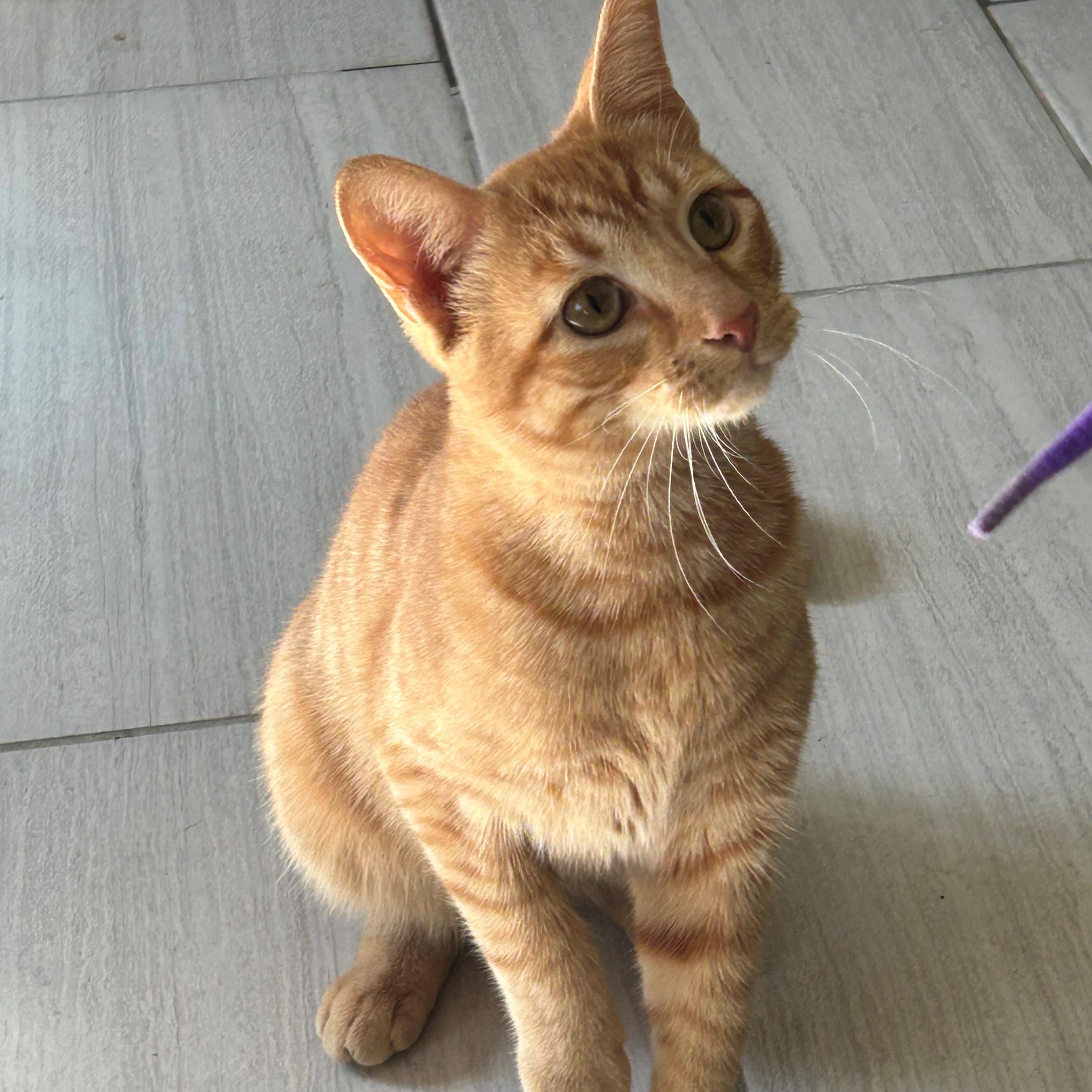 Enlarge TANNER, a Adoptable Domestic Short Hair in Mount Rainier, MD image 3/6
