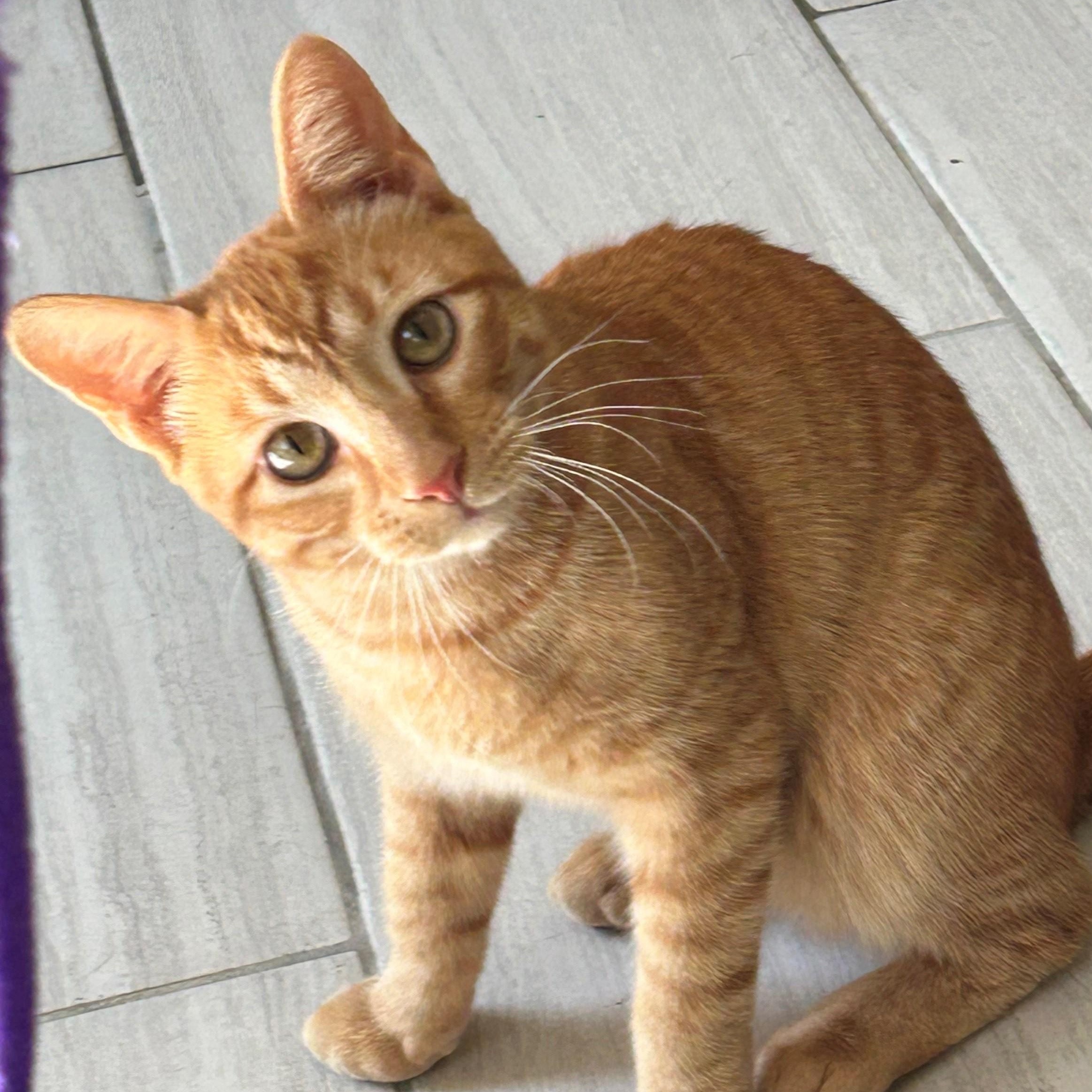 Enlarge TANNER, a Adoptable Domestic Short Hair in Mount Rainier, MD image 1/6