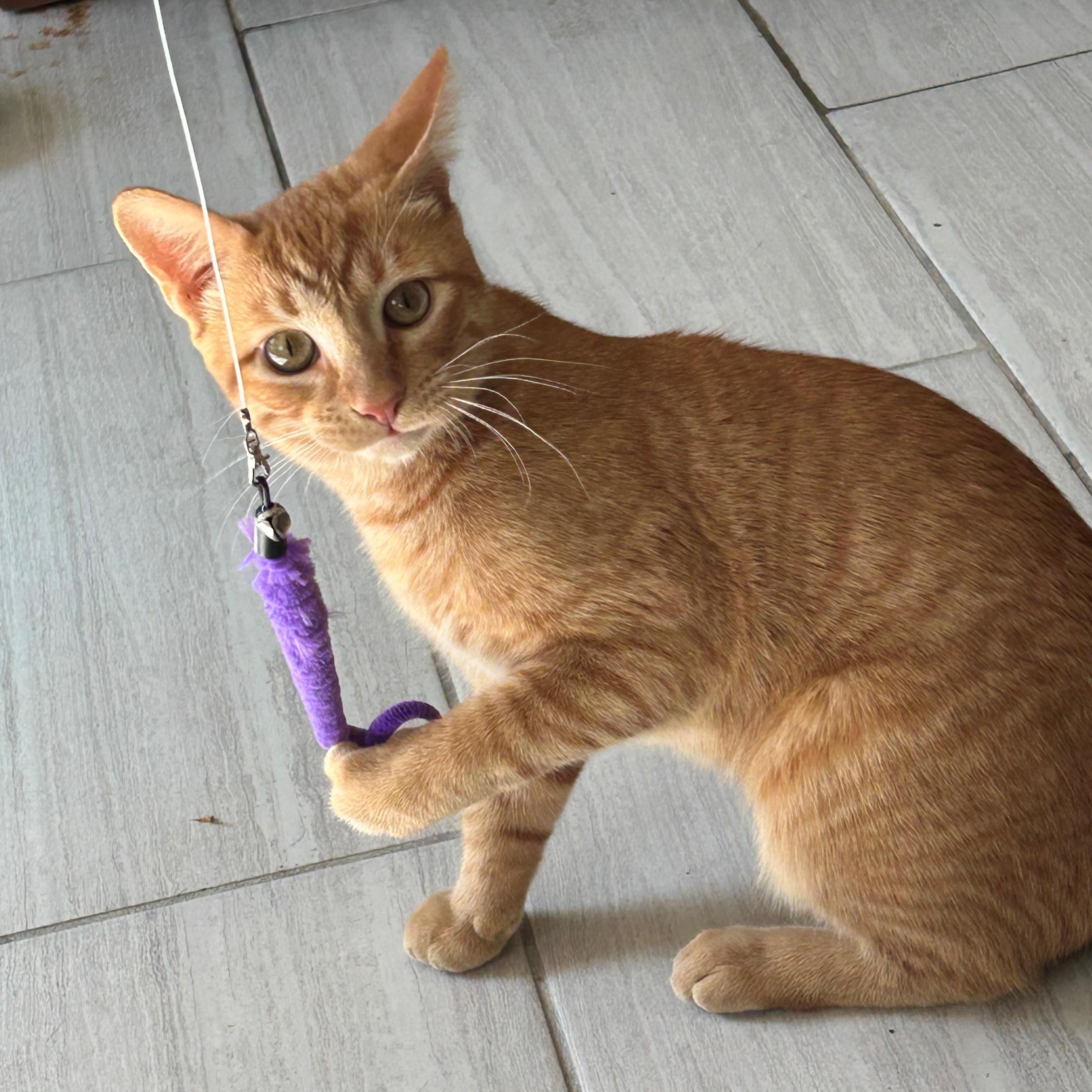 Enlarge TANNER, a Adoptable Domestic Short Hair in Mount Rainier, MD image 5/6