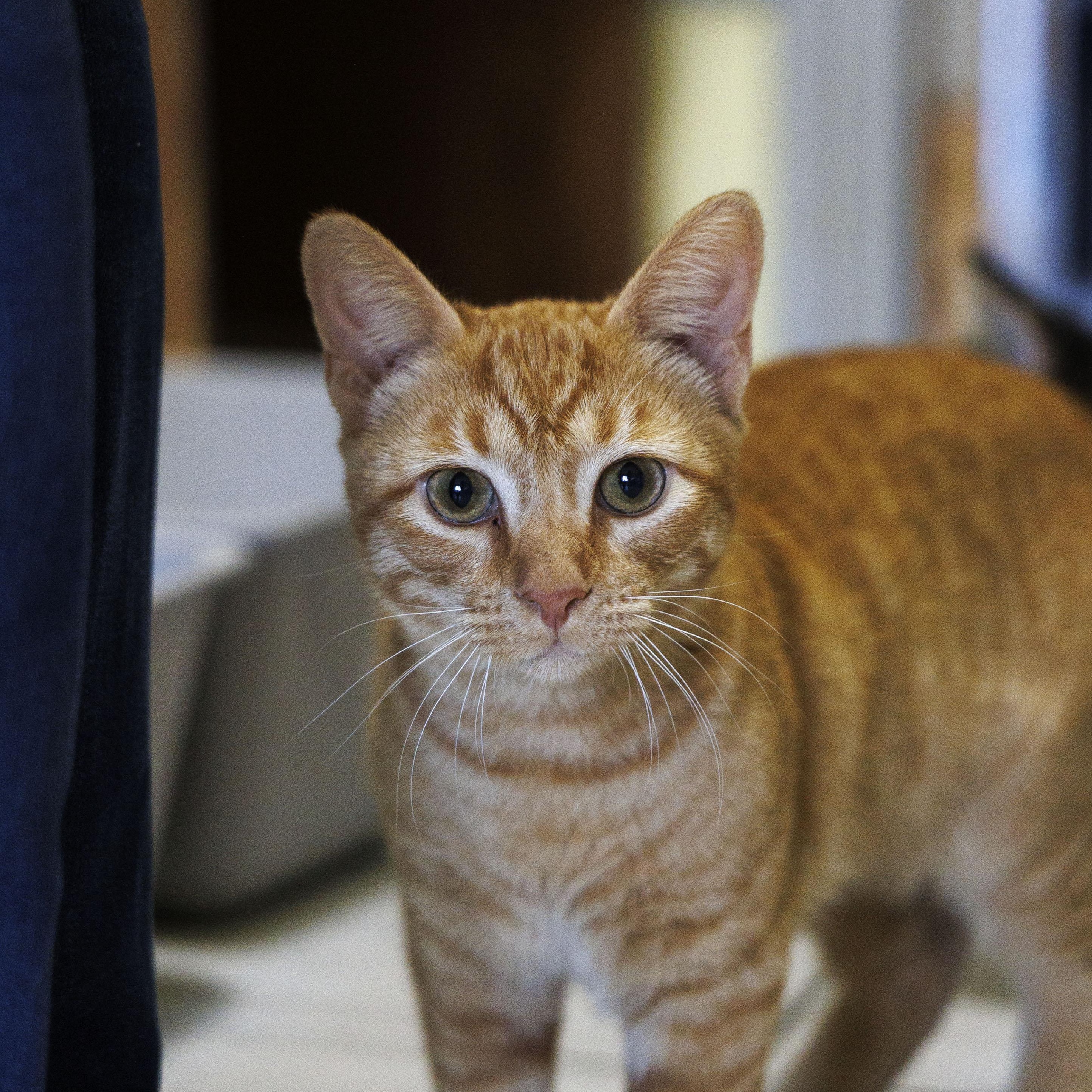 Enlarge TANNER, a Adoptable Domestic Short Hair in Mount Rainier, MD image 2/6