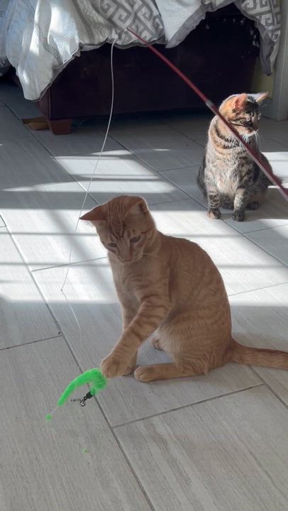 Enlarge TANNER, a Adoptable Domestic Short Hair in Mount Rainier, MD video 6/6