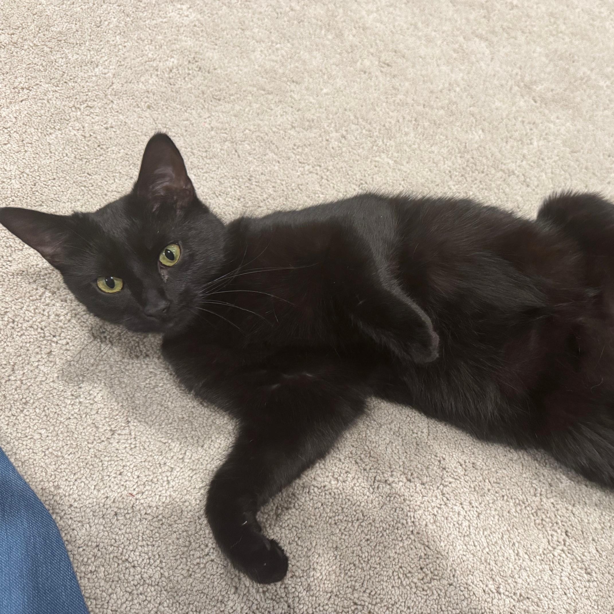Enlarge Pep-Purr, a Adoptable mixed breed in Benicia, CA image 1/3