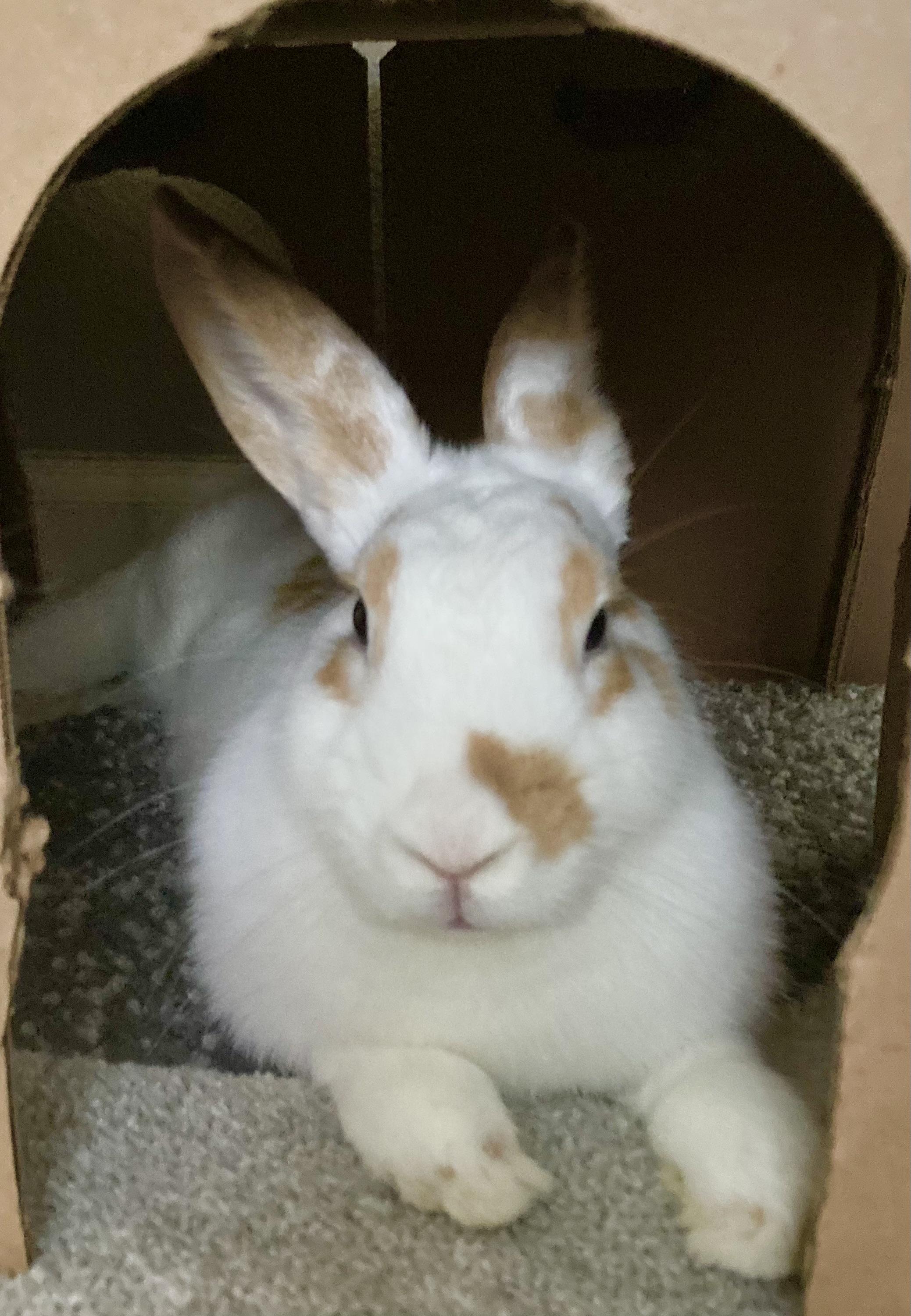 Posey, Adoptable, Adult Female Bunny Rabbit.
