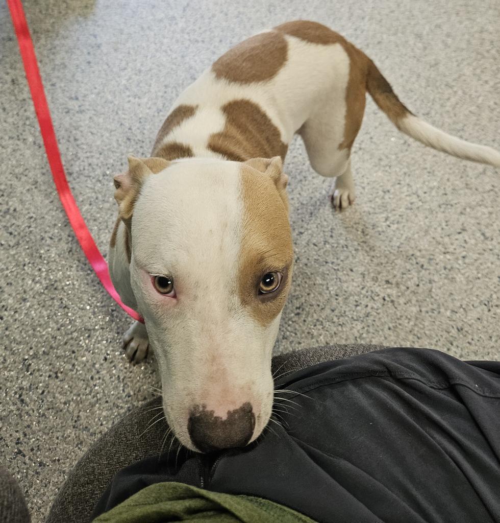Ella, a Adoptable Pit Bull Terrier in Livingston, LA image 1/2