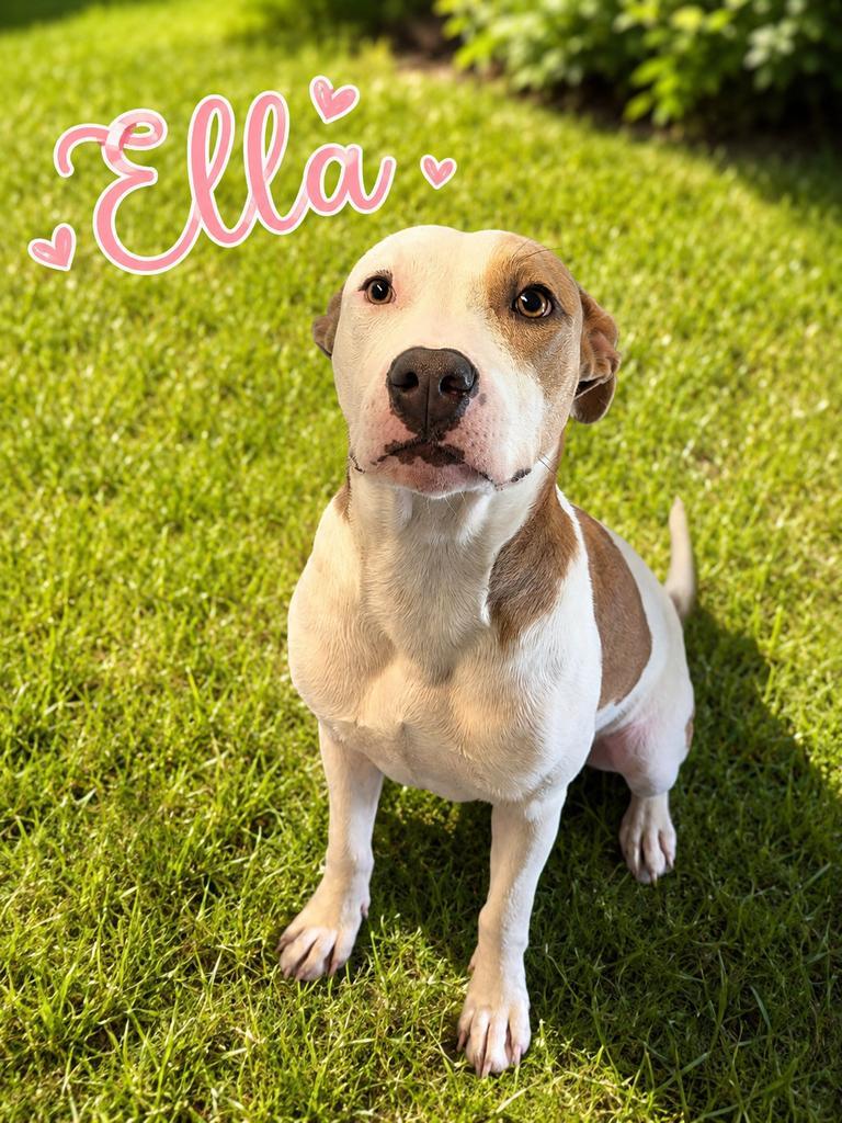 Ella, a Adoptable Pit Bull Terrier in Livingston, LA image 2/2