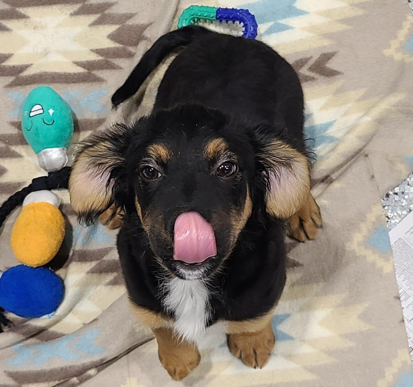 Enlarge Luka, an adoptable mixed breed in Joliet, IL image 3/4