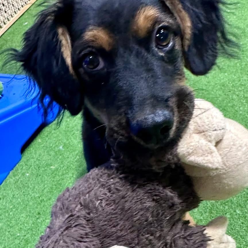 Luka, adoptable, Puppy Male Mixed Breed.