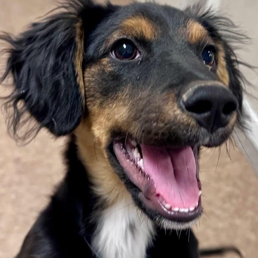 Luka, an adoptable mixed breed in Joliet, IL image 2/3