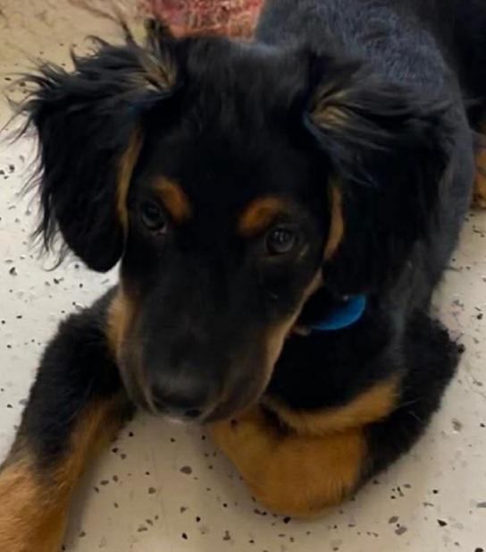 Enlarge Luka, an adoptable mixed breed in Joliet, IL image 2/4