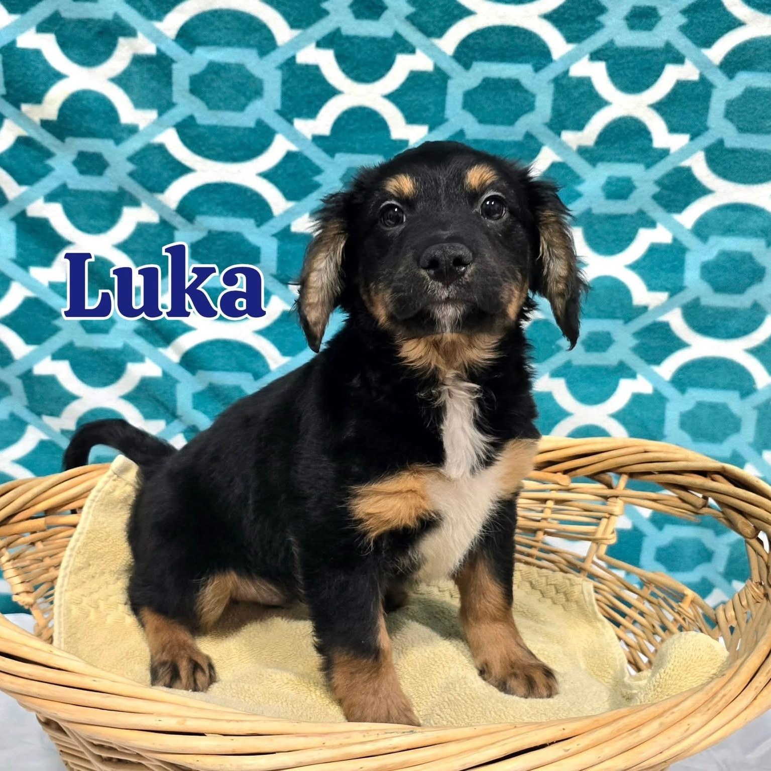 Luka, adoptable, Puppy Male Mixed Breed.