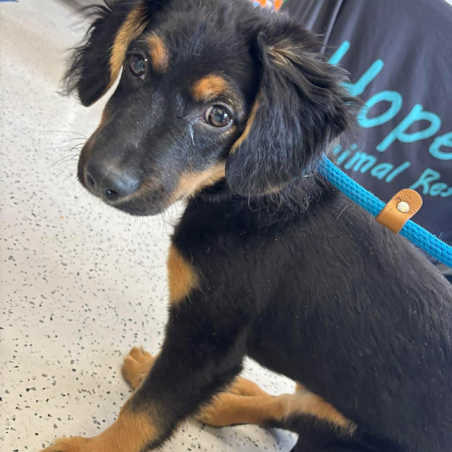 Enlarge Luka, an adoptable mixed breed in Joliet, IL image 1/4