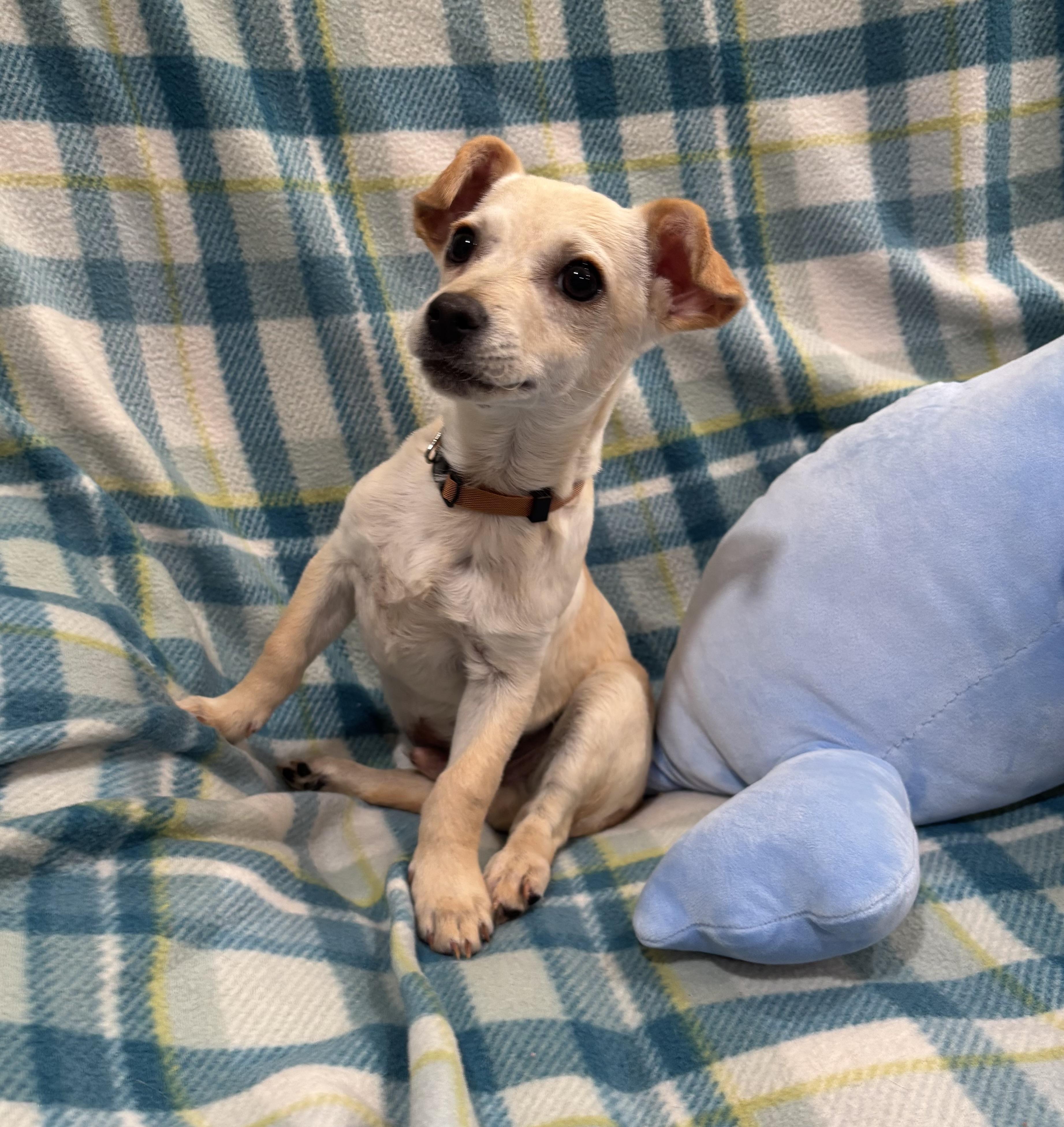 Enlarge Hansel, an adopted mixed breed in Foster, OR image 6/6